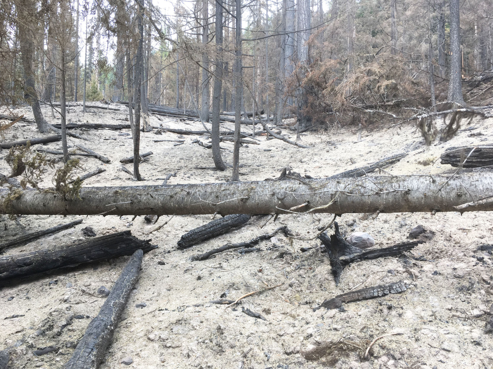 Burned trees